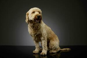 Studio shot of a lovely lagotto photo