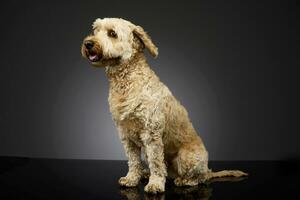 Studio shot of an adorable Bolognese dog photo