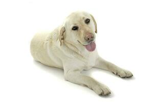 Studio shot of an adorable Labrador retriever looking curiously at the camera photo