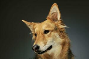 Portrait of an adorable shepherd dog photo