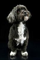 Studio shot of an adorable Havanese dog photo