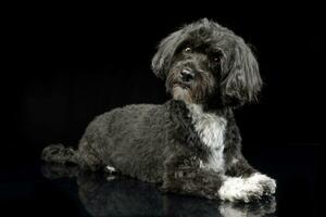 Studio shot of an adorable Havanese dog photo