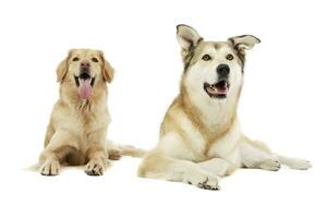 Studio shot of adorable Golden retriever and a mixed breed dog photo