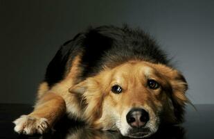 Studio shot of an adorable shepherd dog photo