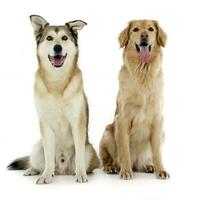 Studio shot of two adorable mixed breed dog photo