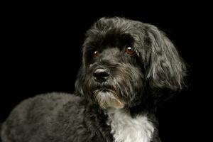 Portrait of an adorable havanese photo