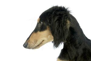 Puppy saluki side portrait in white studio photo