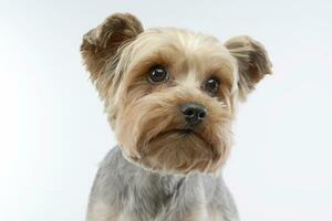 Portrait of a cute Yorkshire terrier photo