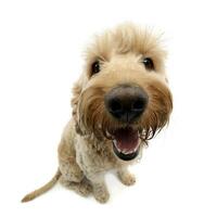 Wide angle shot of an adorable Bolognese dog photo