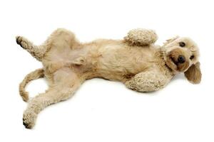 Studio shot of an adorable Bolognese dog photo