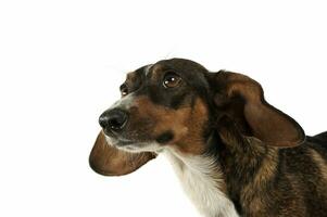 retrato de un adorable mezclado raza perro con largo orejas mirando gracioso foto