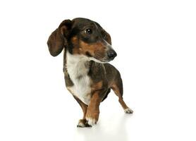 Studio shot of an adorable mixed breed dog standing and looking curiously photo