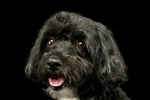 Portrait of an adorable Havanese dog photo