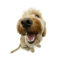 Wide angle shot of an adorable Bolognese dog photo