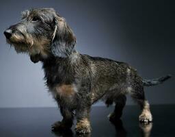 wired hair dachshund standing in dark studio photo