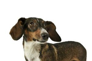 Portrait of an adorable mixed breed dog with long ears looking funny photo