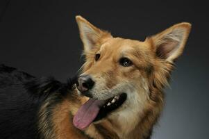 linda mezclado raza perro retrato en oscuro estudio foto