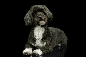 Studio shot of an adorable havanese photo