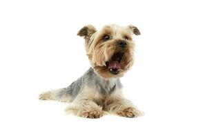 estudio Disparo de un adorable Yorkshire terrier foto