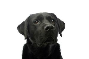 retrato de un hermosa Labrador perdiguero foto