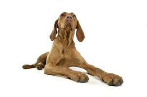Studio shot of an adorable magyar looking up curiously photo