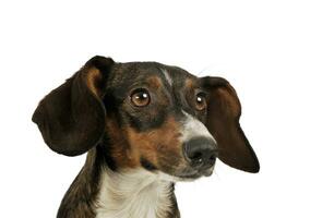 Portrait of an adorable mixed breed dog with long ears looking curiously photo