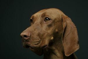 Portrait of an adorable magyar vizsla looking curiously photo
