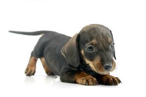 Studio shot of a cute Dachshund puppy photo