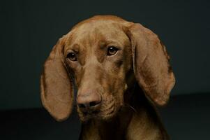 retrato de un adorable magiar vizsla mirando curiosamente a el cámara foto