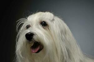 Portrait of an adorable Maltese photo