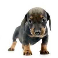 Studio shot of a cute Dachshund puppy photo