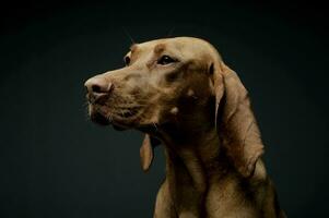 Portrait of an adorable magyar vizsla looking curiously photo