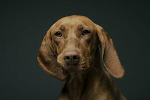 Portrait of an adorable magyar vizsla looking curiously at the camera photo