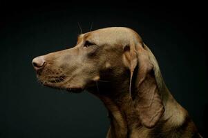 Portrait of an adorable magyar vizsla looking curiously photo