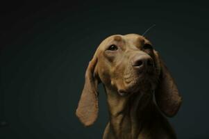 Portrait of an adorable magyar vizsla looking curiously photo