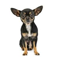 Studio shot of an adorable short haired Chihuahua photo