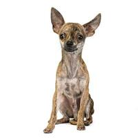 Studio shot of an adorable short haired Chihuahua photo