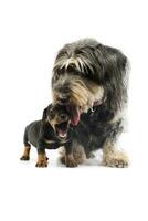 Studio shot of an adorable Dachshund and a puppy photo