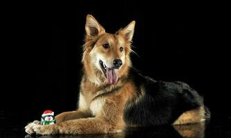 cute mixed breed dog with a toy lying in black studio photo