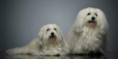 two lovely shi-tzu relaxing  in gray studio photo