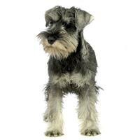 perrito Schnauzer sentado en blanco estudio foto