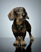 wired hair dachshund standing in dark studio photo