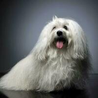 lovely shi-tzu relaxing  in gray photo studio