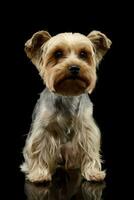 estudio Disparo de un adorable Yorkshire terrier foto