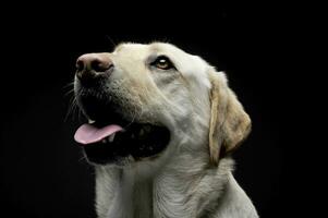 Portrait of an adorable Labrador retriever looking up curiously photo