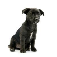 Studio shot of a cute Mixed breed dog puppy photo