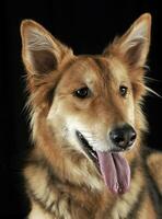 cute mixed breed dog portrait in black studio photo