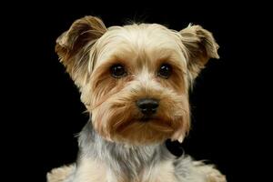 retrato de un adorable Yorkshire terrier foto