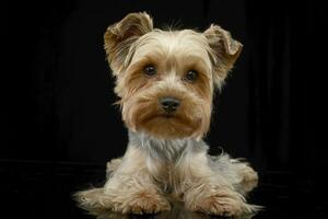 Studio shot of a cute Yorkshire terrier photo