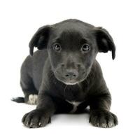 Studio shot of a cute Mixed breed dog puppy photo